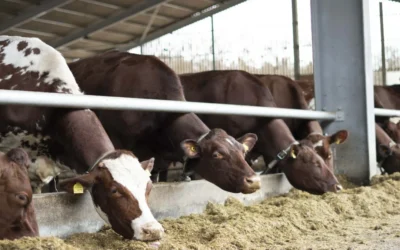 Smart Farming Revolution: West Sussex Pioneers Real-Time Livestock Monitoring via 5G RedCap