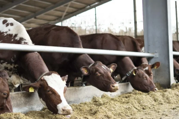 Smart Farming Revolution: West Sussex Pioneers Real-Time Livestock Monitoring via 5G RedCap